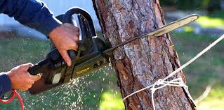 Best Emergency Tree Removal  in Henning, TN