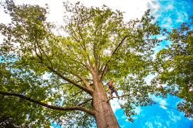 Best Lawn Grading and Leveling  in Henning, TN