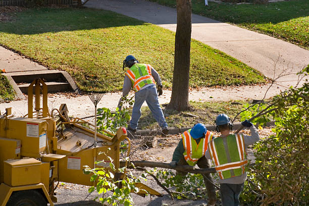 How Our Tree Care Process Works  in  Henning, TN
