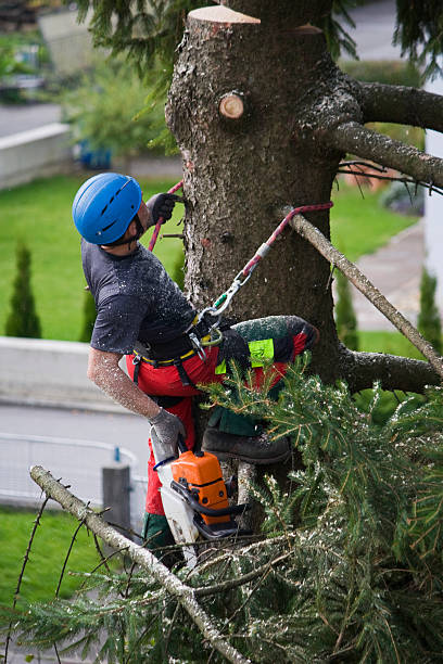 Best Tree Removal  in Henning, TN