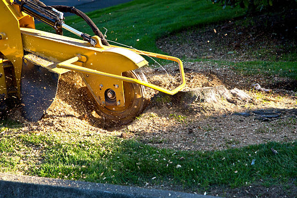 Best Tree and Shrub Care  in Henning, TN