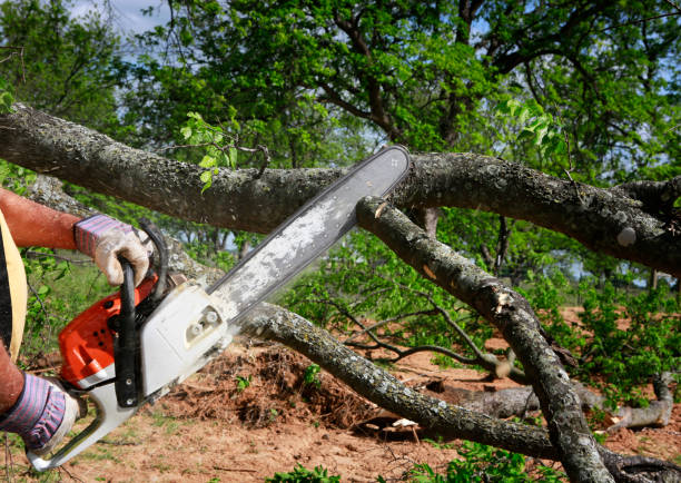 Best Tree Mulching  in Henning, TN